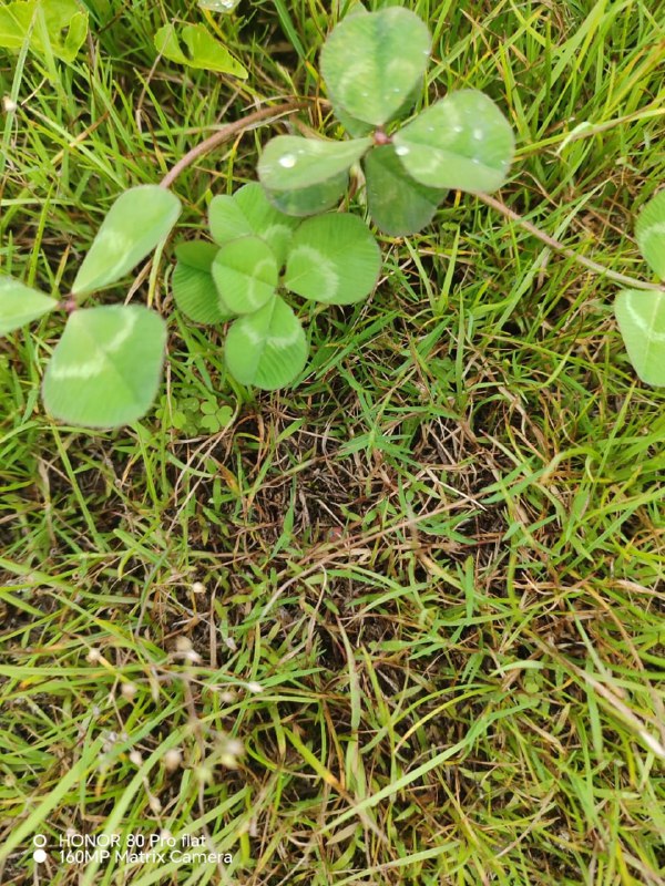 偶遇五叶草🍀